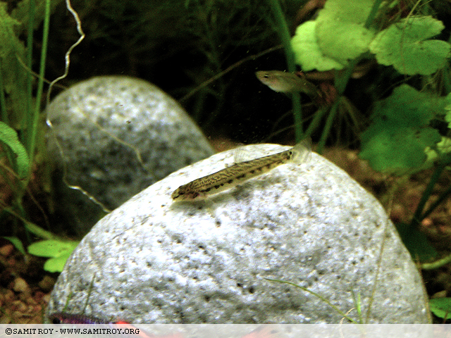 Indian Spiny Loach in Samit's Tank