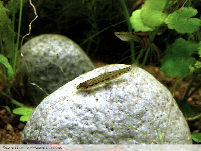 Indian Spiny Loach in Samit's Tank