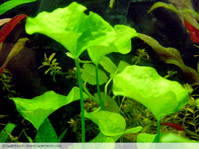 Planted Tank and Nature Aquariums of Samit Roy