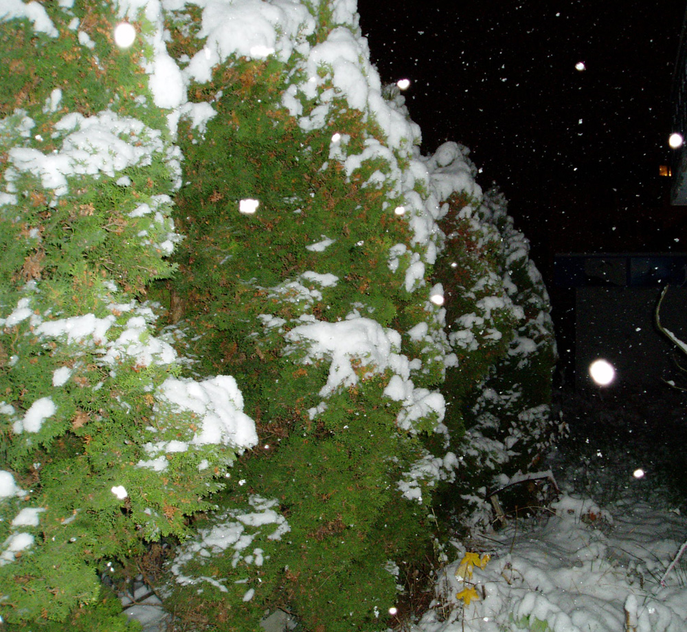 [snowy-garden.jpg]
