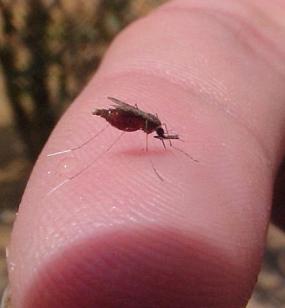 [mosquito+da+malária.jpg]