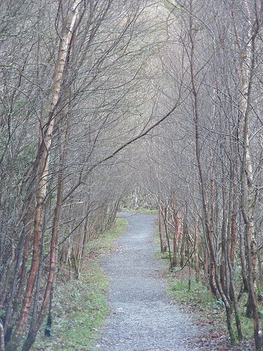 [woodland+path+in+Ireland.jpg]