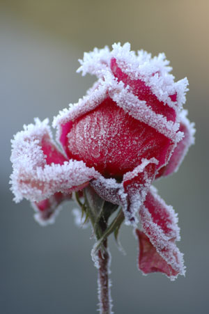 [frosty+rose.jpg]