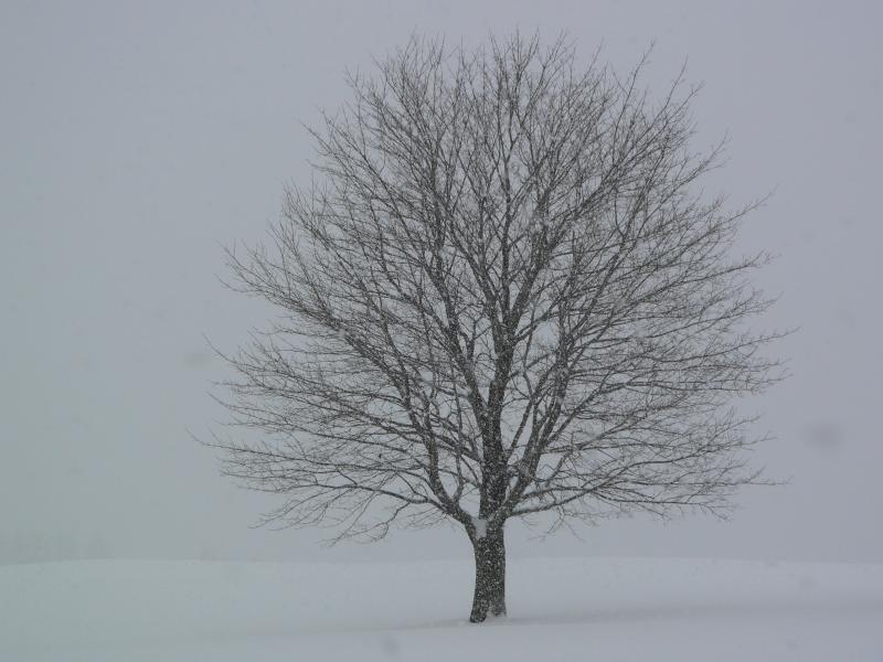 [tree+winter.jpg]