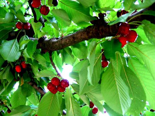 [cherry+tree2.jpg]