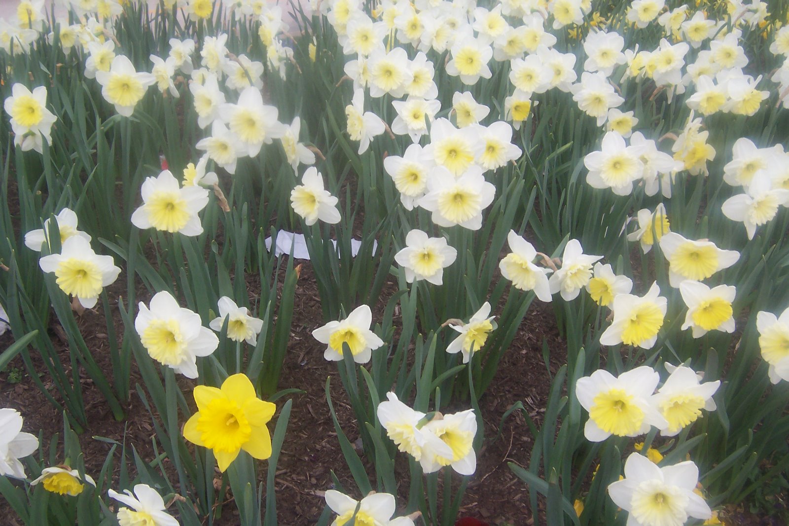[Baltimore+Daffodils+015.JPG]