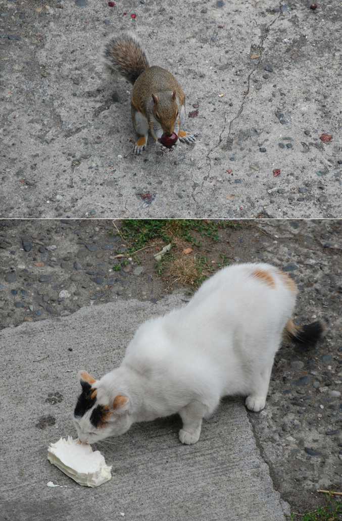 [squirrel+cat+composite.jpg]