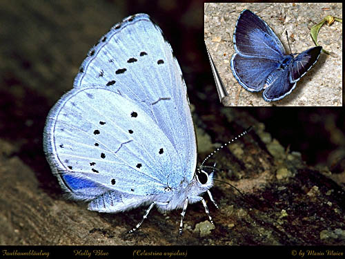 [azul+borboleta.jpg]