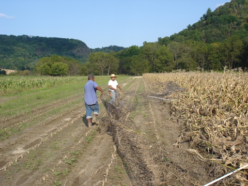 [Pulling+fencing+out+of+the+corn+field+9.3.7.JPG]