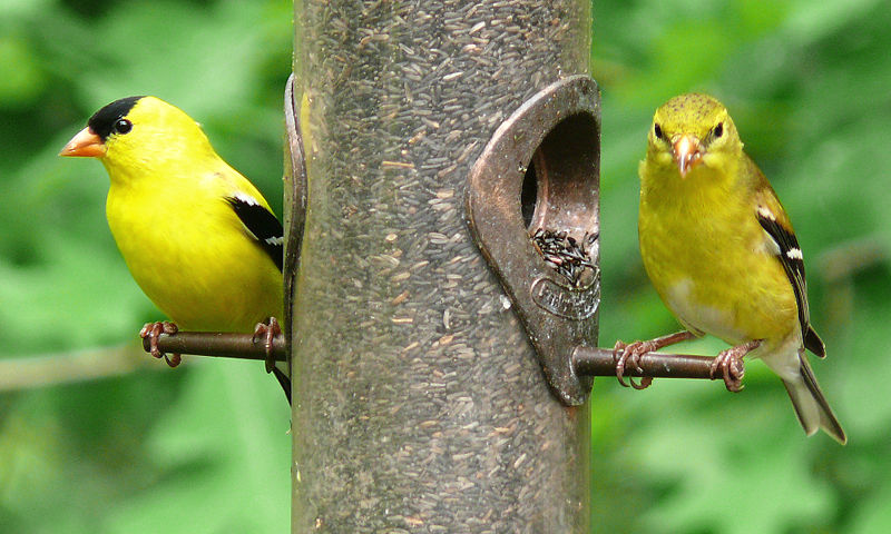 [pair+of+goldfinches.jpg]