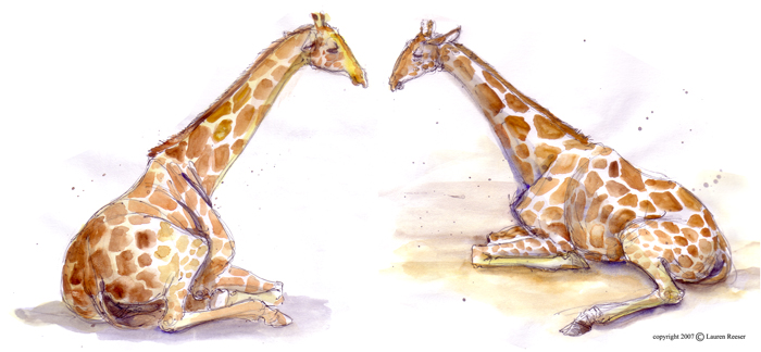 [giraffes.jpg]