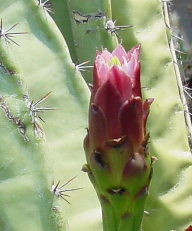 [cactusbud2.jpg]