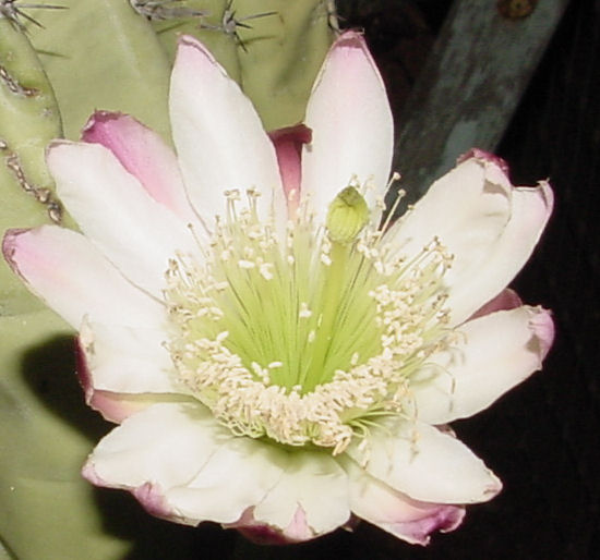 [bloomingcactus.jpg]