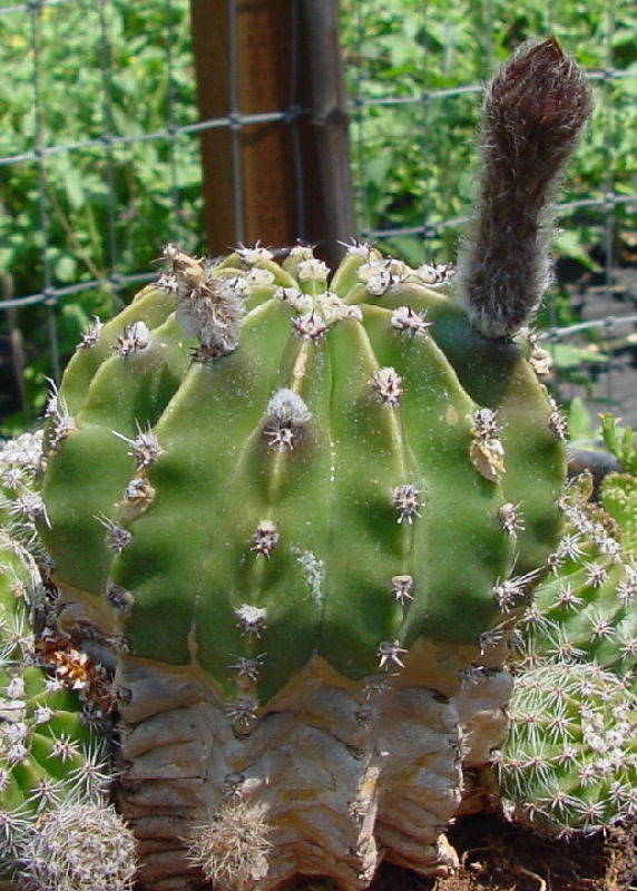 [cactusbud.jpg]