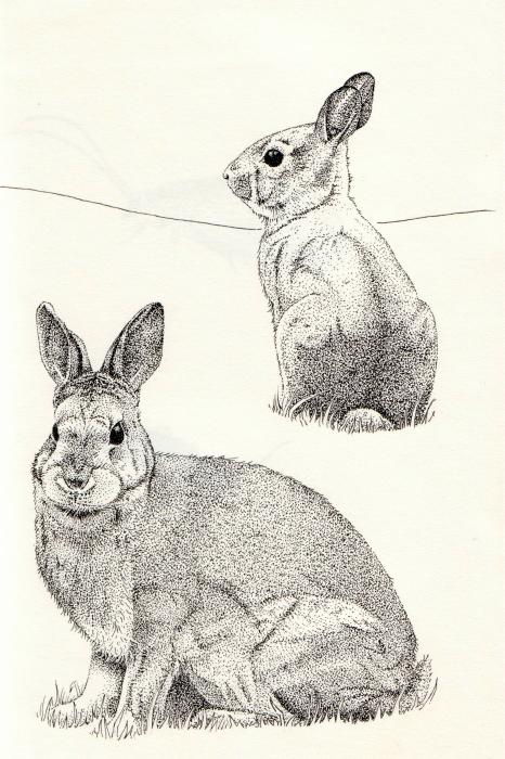 [rabbits2.JPG]
