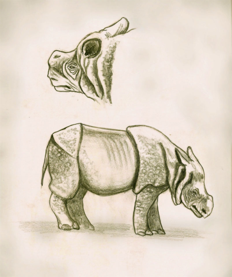 [rinoceronte+negro.jpg]