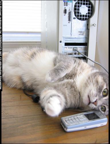 [cat+phone.JPG]