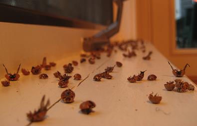 [Ladybug+Massacre.JPG]