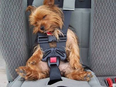 [pet+seatbelt.jpeg]