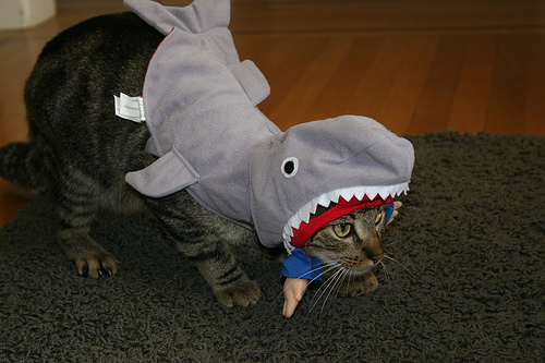 [shark_cat1.jpg]