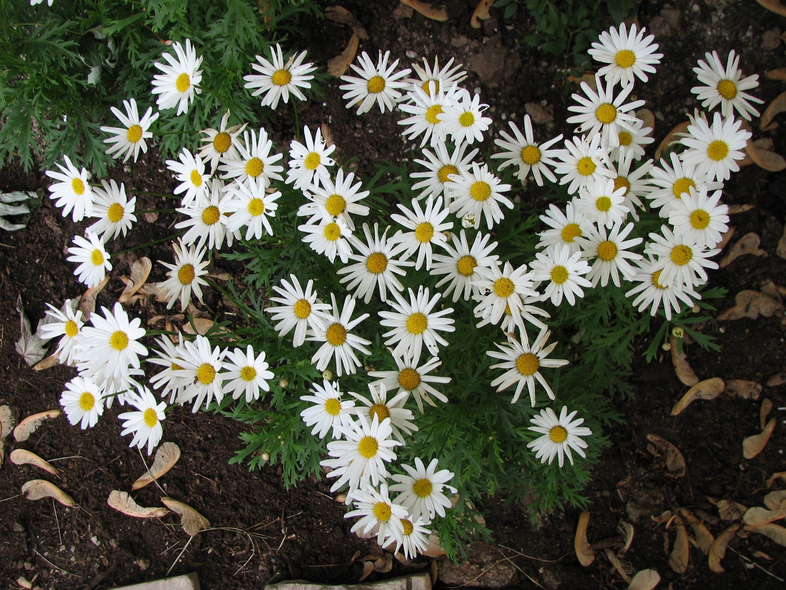 [Daisy-like+flowers.JPG]