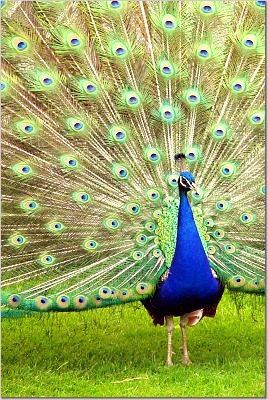[Peacock.jpg]