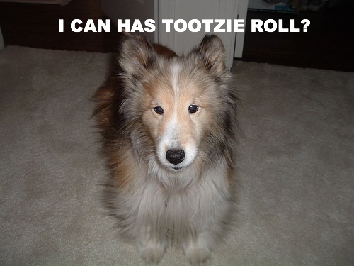 [I+CAN+HAS+TOOZIE+ROLL.jpg]