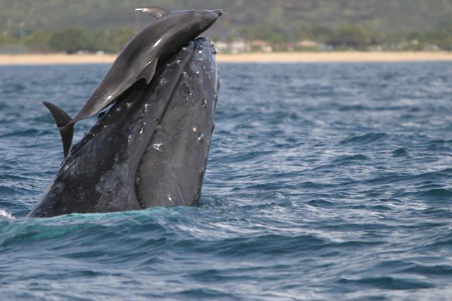 [humpbackwhaleanddolphin.jpg]