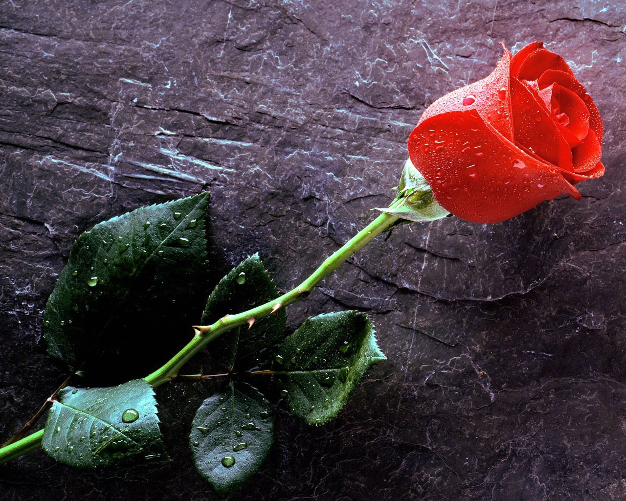 [rosa+del+amor+eterno.jpg]
