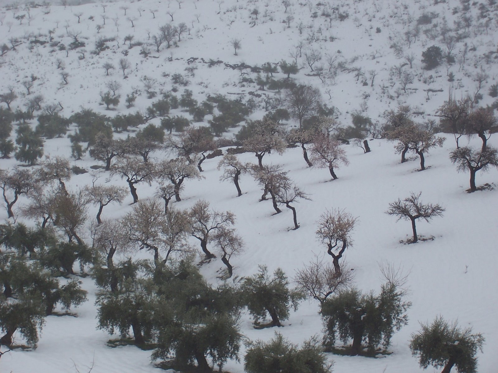 [nieve+en+almeria+enero+2007+018.jpg]