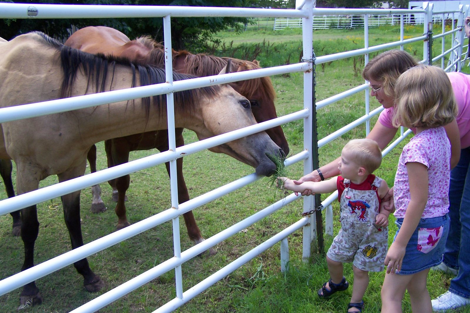 [Feeding+Granny+Jos+Horses.jpg]