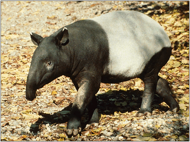 [tapir.gif]