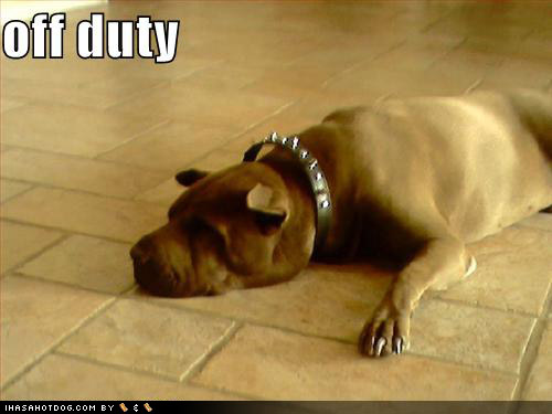 [loldogs-cute-puppy-pictures-offduty.jpg]