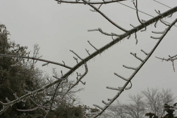 [Ice+Storm+&+Tree.jpg]