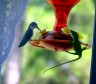 [hummingbird.jpg]
