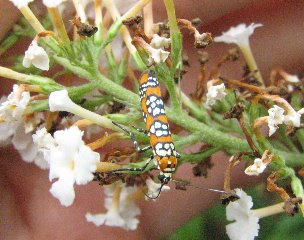 [ailanthus-webworm-moth.jpg]
