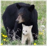 Black bear with white-coated cub