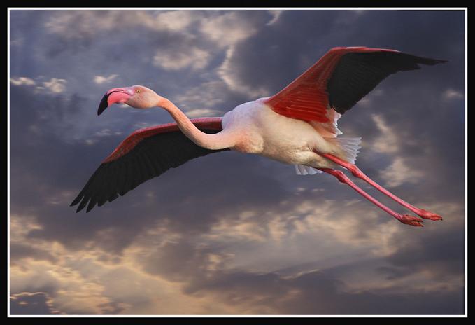 [flying+flamingo.jpg]