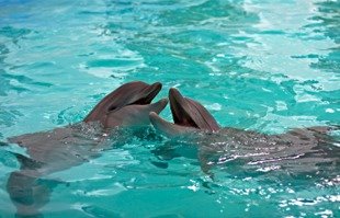 [dolphin_kiss.jpg]