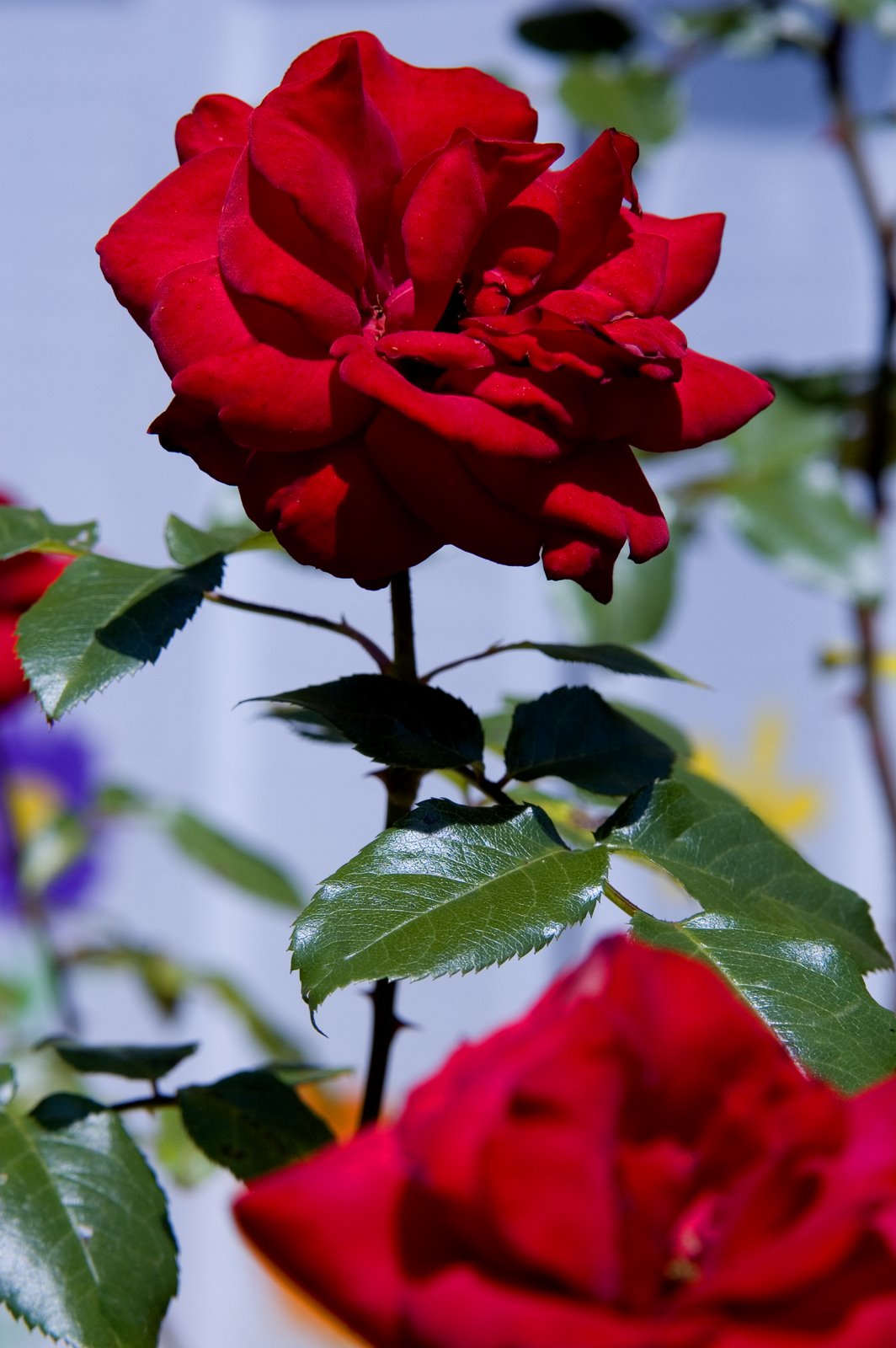 [red+roses-795021.jpg]