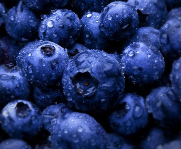 [Desktop+blueberries+fresh+cropped.jpg]