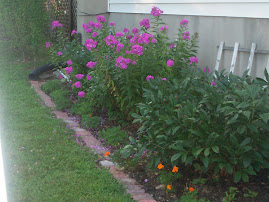 The side of the house - my peonies and purple flocks