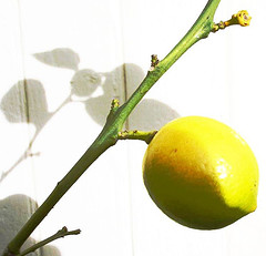 [lemon.jpg]