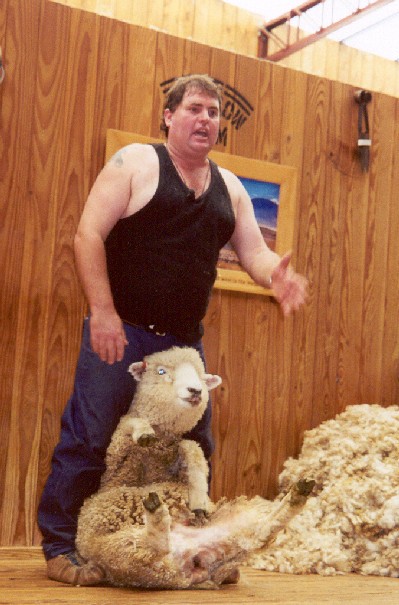 [shearer-and-terrified-sheep.jpg]