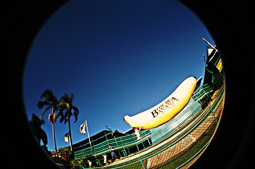 [Three+Leave+Banana.jpg]