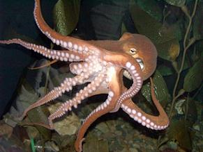 [cephalopod.jpg]