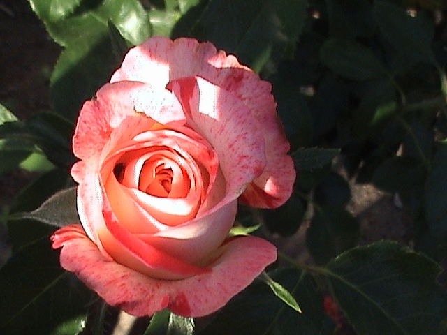 [rose1.JPG]
