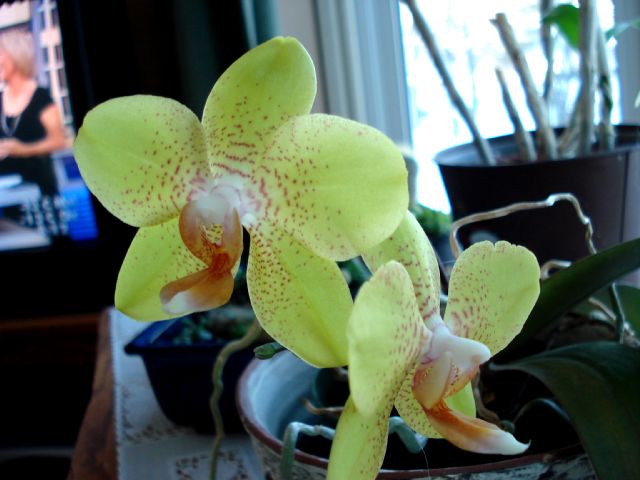 [Phalaenopsis+Golden+Treasure1-2007.JPG]