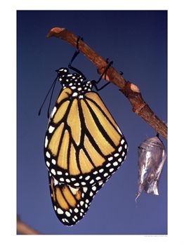 [181552~Monarch-Butterfly-and-Chrysalis-Posters.jpg]