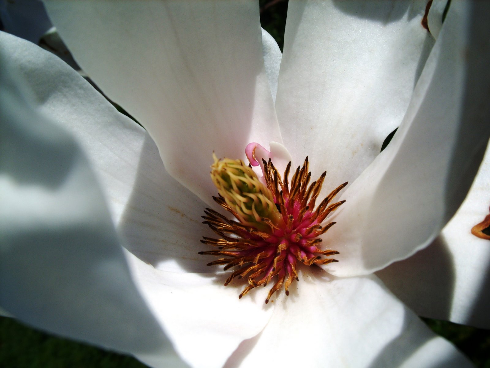 [magnolia+nÃ¤ra.JPG]